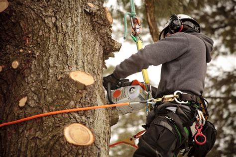 How Much Does Tree Trimming Cost Lineage Tree Care