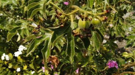 La Tua Tuauna Sencilla Planta Con Múltiples Bondades Y Grandes