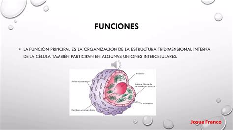 Citoesqueleto Biolog A Celular Y Molecular Youtube