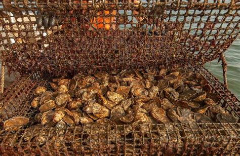 Chesapeake Bay Oysters In Water