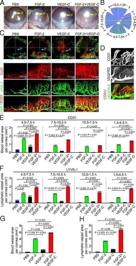 Collaborative Interplay Between FGF 2 And VEGF C Promotes