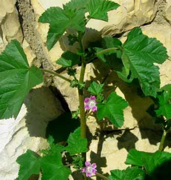 Healing Plants of Israel