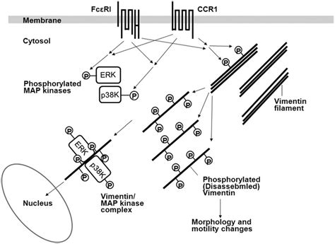 Hypothetical Roles Of Vimentin In Fc RI And CCR1 Mediated Signaling