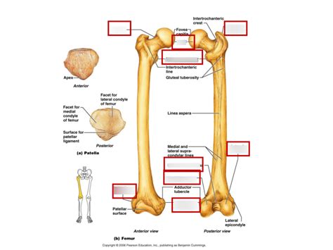 Femur Bone Diagram | Quizlet