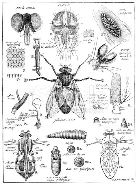 Old Fashion Drawing Of A Fly Anatomy Stock Photo | Royalty-Free ...