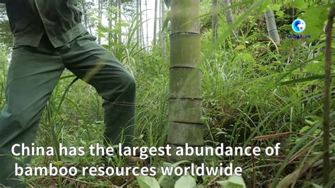 Globalink Booming Bamboo Business Powers China S Green Growth Youtube