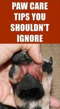 Dog paw injuries – Artofit