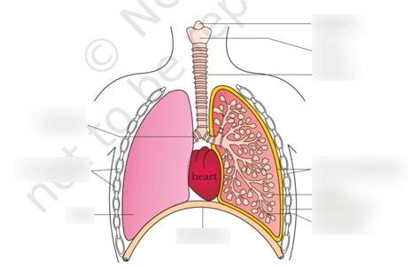 Gas Exchange Diagram Quizlet