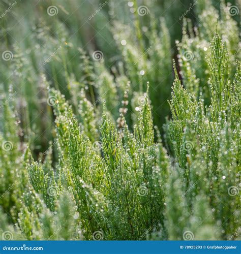 Horsetail herb stock image. Image of brush, nature, medicinal - 78925293