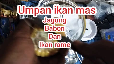 Umpan JAGUNG BABON Dan RAME Esen Oplosan Ikan Mas YouTube