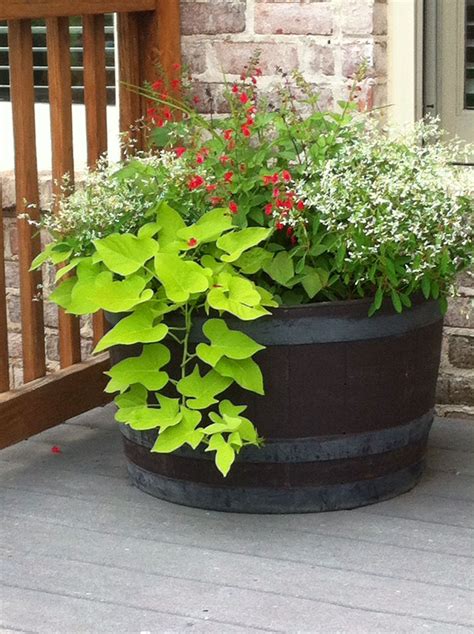 Whiskey Barrel Planter G4rden Plant