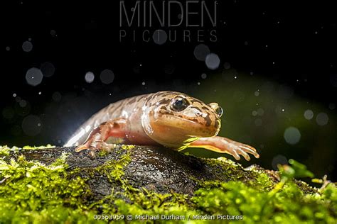 Coastal Giant Salamander Stock Photo Minden Pictures