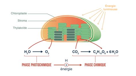 La photosynthèse Résumé et révision SVT SchoolMouv