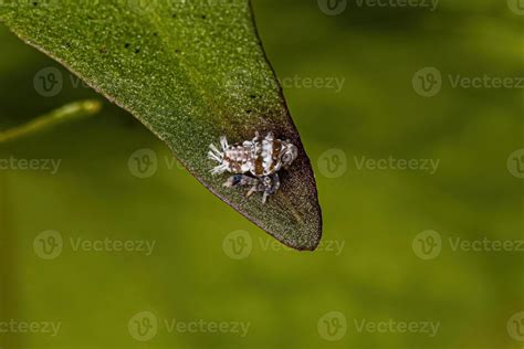 Small Typical Leafhopper Nymph 13071109 Stock Photo at Vecteezy