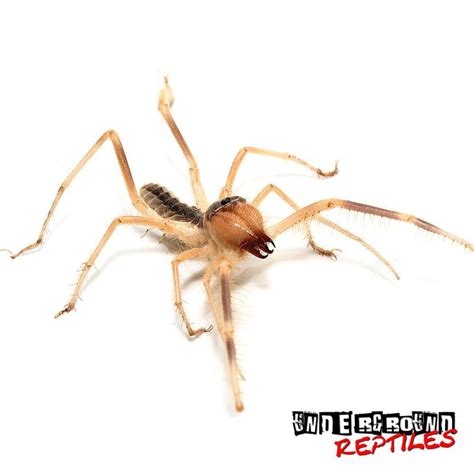 Egyptian Camel Spider For Sale Underground Reptiles In 2024