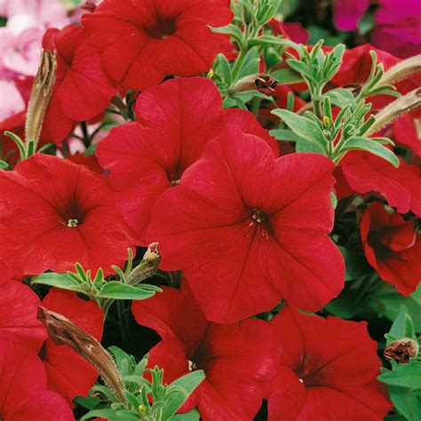 Petunia Multiflora Seeds Red Petunia Flower Seed 500 Seeds - Etsy