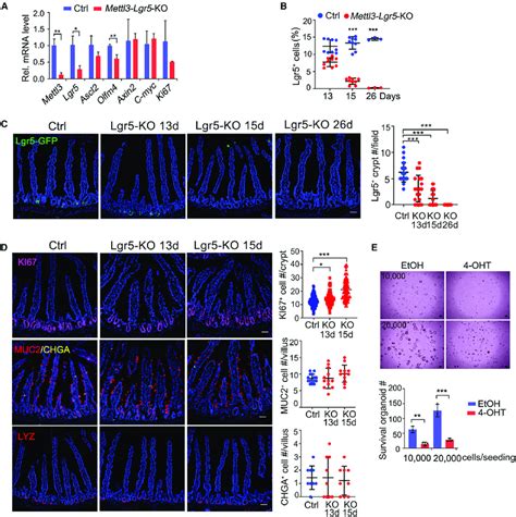 Mettl3 Is Essential For The Stemness Maintenance In Lgr5 Intestinal