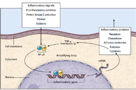 Schematic Diagram Of A Positive Feedback Loop Between Inflammatory