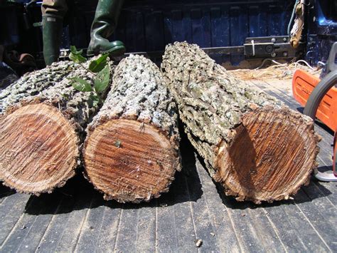 Slippery Elm - Northeast School of Botanical Medicine
