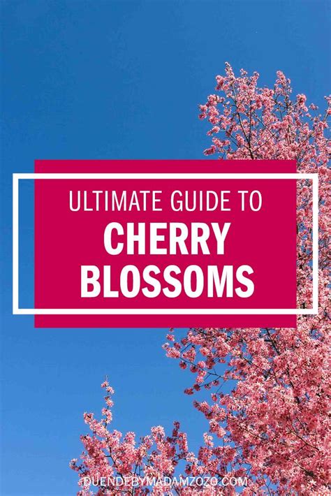 Cherry Blossoms Meaning Symbolism The Ultimate Guide