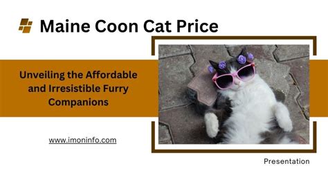 Maine Coon Cat Price : Unveiling the Affordable and Irresistible Furry ...