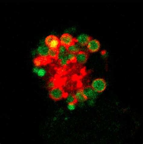 New molecular mechanism that regulates the sentinel cells of the immune ...