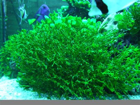 Морские растения, виды водорослей, общие правила содержания морских ...