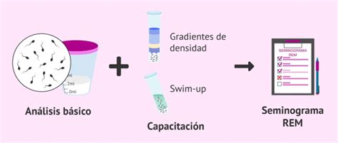 Qué es el seminograma y cuándo se considera normal