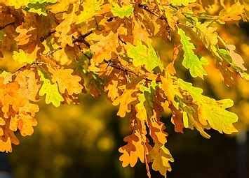 Exploring the Oak Tree Spiritual Meaning - in Marriage, Celtic