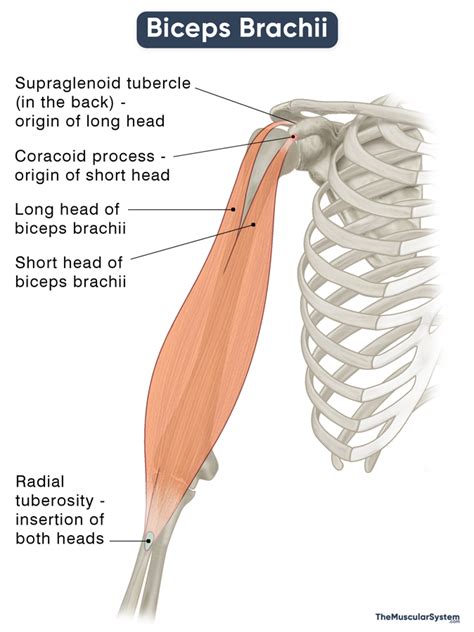 Image Result For Biceps Brachii Origin And Insertion Biceps 40 OFF