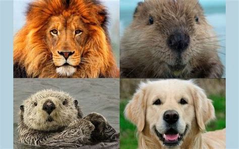 Which Animal Matches your Personality - Quiz | Quotev