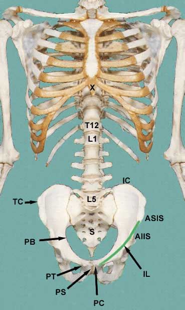 Pelvic Anatomy Asis - Human Anatomy