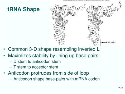 PPT Chapt 19 Ribosomes And Transfer RNA PowerPoint Presentation