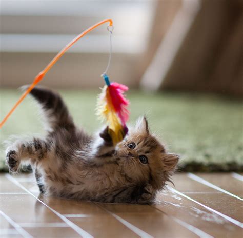 How To Keep Your Kitten Safe While Playing Kittens Kittens Cutest Cats