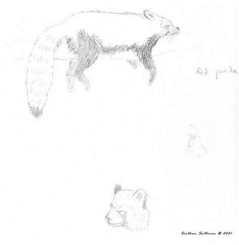 Red panda sketches & photos: First Friday Art - bend branches