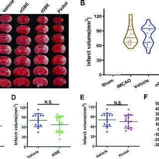 Ngbe And Tgbe Reduced The Infarct Volume In Acute Permanent Cerebral