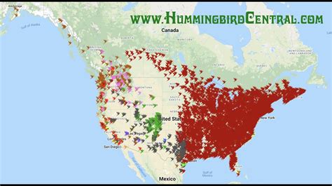 Hummingbird Migration Spring Animation Youtube