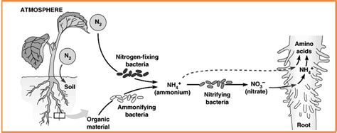 Kemosintesis Dunia Biologi