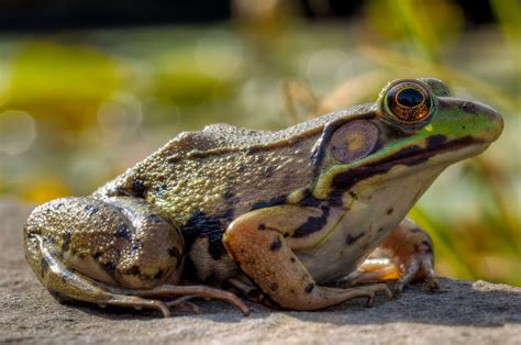 Frogger Mammals Tropical Rainforest Species