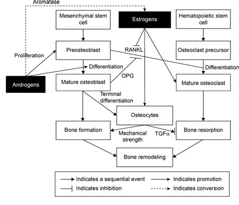 Figure 2 From Clinical Interventions In Aging Dovepress A Concise