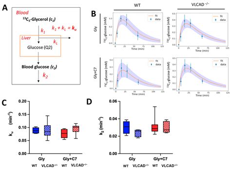 Rate Constants K Of Glycerol Utilization Ku And Glucose Utilization