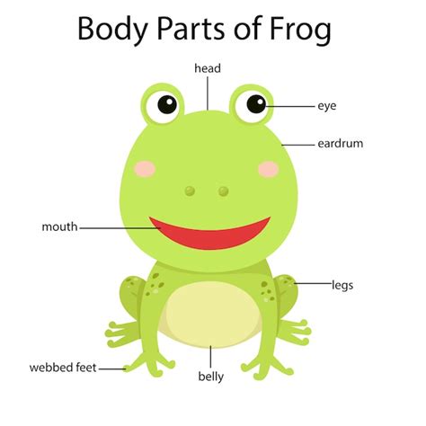 Parts Of A Frog