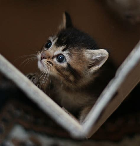 stackars katt stortade mot dodsfalla da agerade barnen och blev