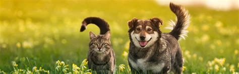 Hunde Beliebter Als Katzen Kronehit