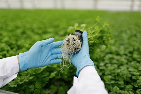 pollo Típico arena ingenieria genetica de las plantas Egomanía