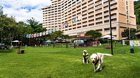 대명소노 펫호텔로 제2의 도약 한국경제