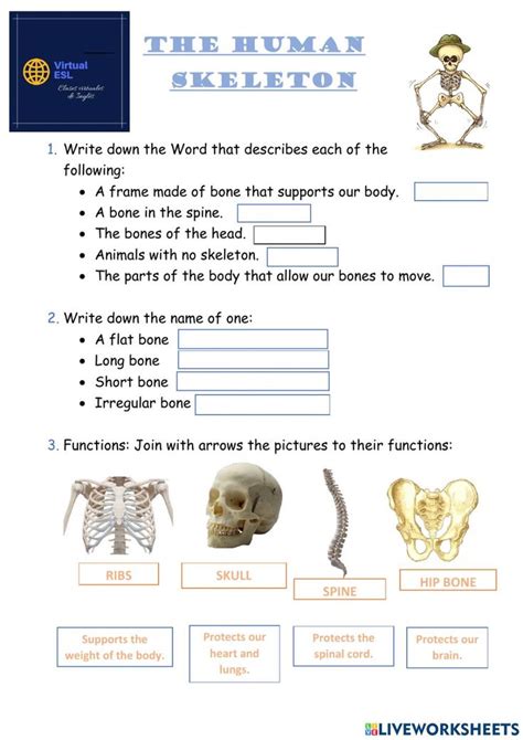 The Human Skeleton Worksheet Is Shown In This Image It Shows Different