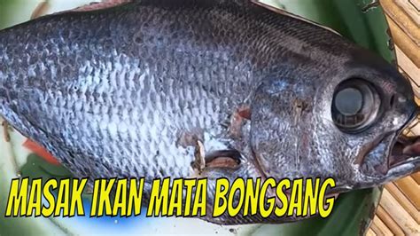 Saatnya Masak Ikan Mata Bongsang MANCING MANIA STRIKE BACK 16 07 23