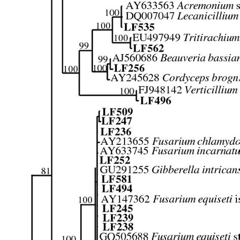 Phylogenetic Consensus Tree Based On Its1 58s Its2 Gene Sequences