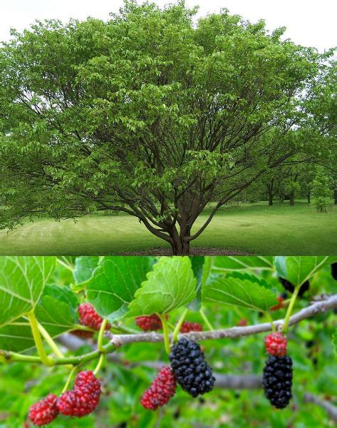 Mulberry Tree I Need One In My Future Garden Unique Plants Rare